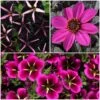 12 Annuals For Hanging Baskets | The Dark Side Of The Moon Collection | Calibrachoa, Petunia & Dahlia 2 12 Annuals For Hanging Baskets | The Dark Side Of The Moon Collection | Calibrachoa, Petunia & Dahlia -Green Plant Shop ABCOL17 1