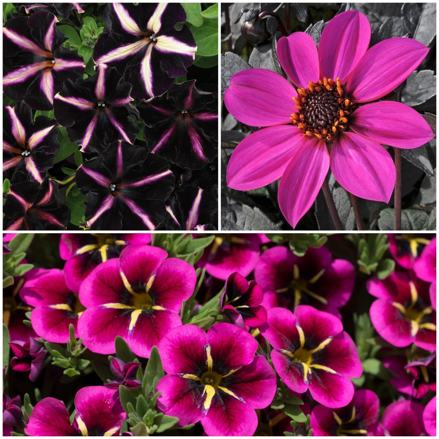 12 Annuals For Hanging Baskets | The Dark Side Of The Moon Collection | Calibrachoa, Petunia & Dahlia 3 12 Annuals For Hanging Baskets | The Dark Side Of The Moon Collection | Calibrachoa, Petunia & Dahlia