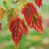 Viper Acer Tree | Acer Davidii | Snake Bark Maple -Green Plant Shop Acer davidii grosseri parc floral