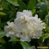 'Rosa Banksiae 'Alba Plena' | Rambling Rose -Green Plant Shop Alba 1
