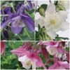 Aquilegia Spring Magic Collection -Green Plant Shop Aquilegia collage