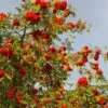 Cut-Leaf Mountain Ash Tree | Sorbus Asplenifolia -Green Plant Shop Asplenifolia 1