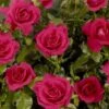 'Castle Avila' Patio Shrub Rose 1 'Castle Avila' Patio Shrub Rose -Green Plant Shop Avila Castle Poulcas031 N