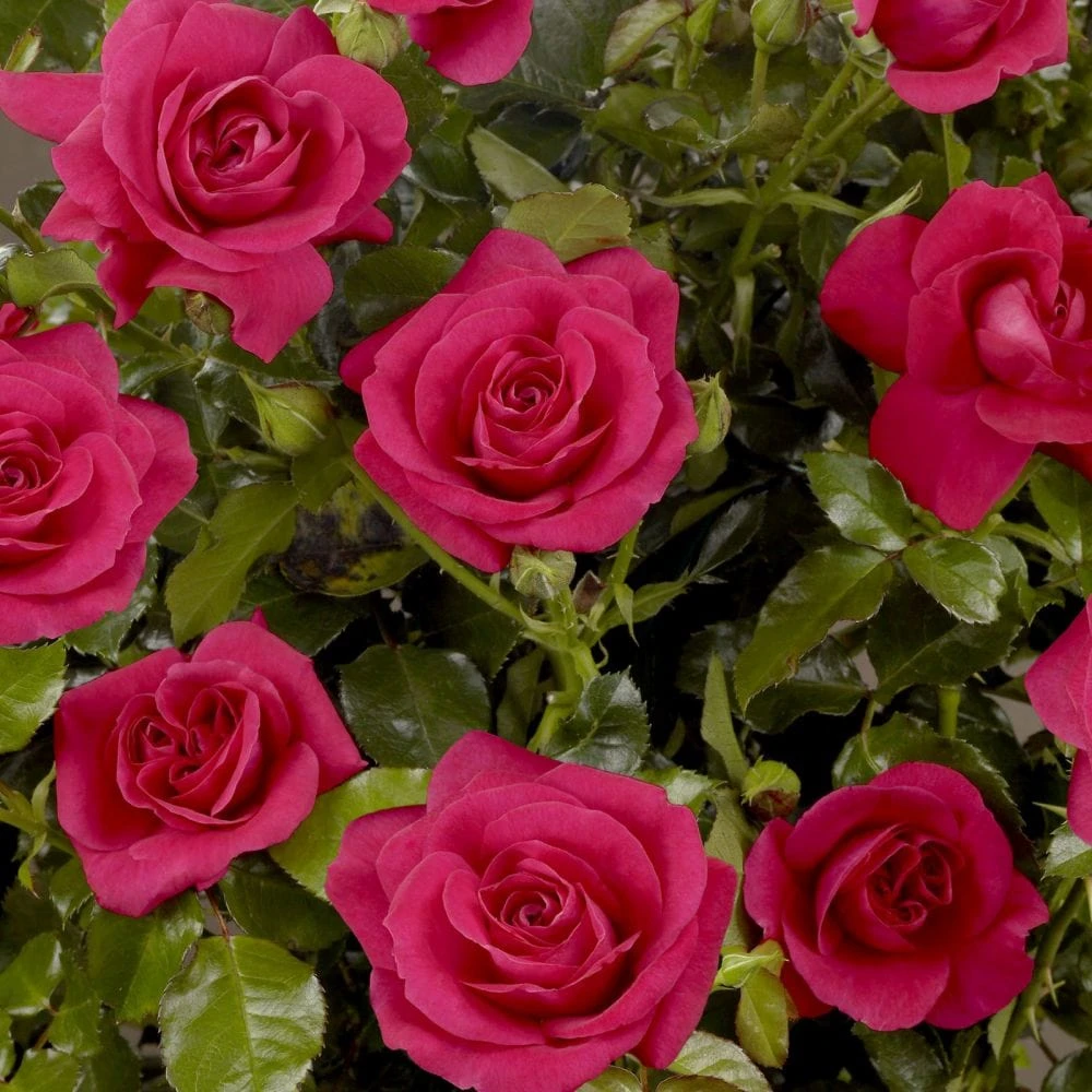 'Castle Avila' Patio Shrub Rose 3 'Castle Avila' Patio Shrub Rose