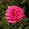 'Palace Truly Loved' Floribunda Rose -Green Plant Shop Avila Palace Poulpal044 N