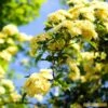 'Rosa Banksiae 'Lutea' | Rambling Rose -Green Plant Shop Bank 1