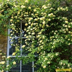 'Rosa Banksiae 'Lutea' | Rambling Rose -Green Plant Shop Bank 3