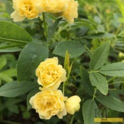 'Rosa Banksiae 'Lutea' | Rambling Rose -Green Plant Shop Bank 4