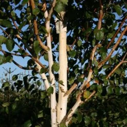 Himalayan Birch Tree | Betula Utilis Jacquemontii -Green Plant Shop Betula Jacquemontii multistem
