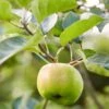 Bramley's Seedling Apple Tree -Green Plant Shop Bramley