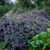Ceanothus 'Puget Blue 1 Ceanothus 'Puget Blue -Green Plant Shop CLI0098 1