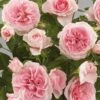 'Parade Cajsa' Patio Shrub Rose -Green Plant Shop Cajsa Parade Poulpar094 N