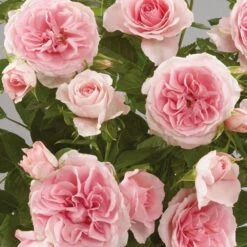 'Parade Cajsa' Patio Shrub Rose