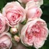 'Cinderella' Shrub Rose -Green Plant Shop Cinderella01 25d75693 c5ca 4d53 a582 b8843f6eef5c