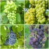 Grape Vines For Cold Areas Collection -Green Plant Shop ColdAreasGrapes aa917d45 4a98 44b9 a6d8 b6b9da5884a3
