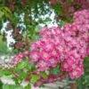 Crimson Cloud' Hawthorn Tree | Crataegus Laevigata -Green Plant Shop CrimsonCloud 1