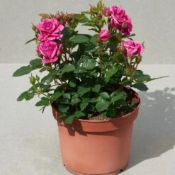 'Patio Hit Dafne' Patio Shrub Rose -Green Plant Shop Dafne Hit PatioHit Poulpah103 N 3
