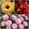 Dahlia Temptation Collection 2 Dahlia Temptation Collection -Green Plant Shop Dahlia collage