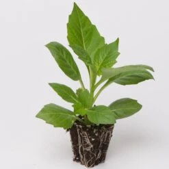 Dahlia 'Happy Days Pink' Jumbo Plug Plants -Green Plant Shop Dahlia example ee81a90b 5eee 4901 9b3d a7eaf18277df