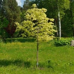 Variegated Norway Maple Tree | Acer Platanoides 'Drummondii' 8 Variegated Norway Maple Tree | Acer Platanoides 'Drummondii' -Green Plant Shop Drummondii 1