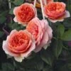 'Duchess Of Cornwall' Hybrid Tea Rose
