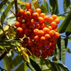 Scarlet Japanese Rowan Tree | Sorbus Commixta 'Embley' -Green Plant Shop Embley 1