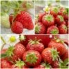 All Season Strawberry Plants Collection -Green Plant Shop FRCOL1 1