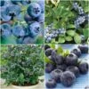 All Season Blueberry Plants Collection -Green Plant Shop FRCOL3 1