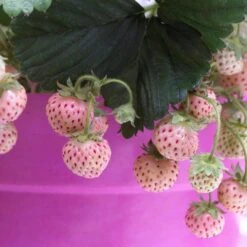 Pineberry Strawberry Plants -Green Plant Shop FRU0004 3