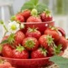 Florence Strawberry Plants -Green Plant Shop FRU0012 1