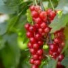 'Red Lake' Redcurrant Bush 1 'Red Lake' Redcurrant Bush -Green Plant Shop FRU0025 1 4c2cf5a3 c0bd 40ae 80d2 2cf2913e0c4d