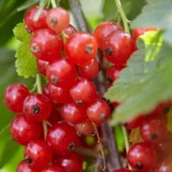 Rovada Redcurrant Bush -Green Plant Shop FRU0025 2 fcf0b414 1360 4765 aad8 3823701dffd3