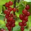 Rovada Redcurrant Bush -Green Plant Shop FRU0025 4