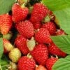 Tulameen Raspberry Plants -Green Plant Shop FRU0027 2