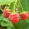 Polka Raspberry Plants -Green Plant Shop FRU0029 2