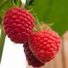 Malling Admiral Raspberry Plants -Green Plant Shop FRU0032 1