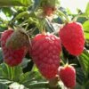 Joan J Raspberry Plants -Green Plant Shop FRU0034 2