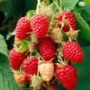 Glen Prosen Raspberry Plants -Green Plant Shop FRU0036 2