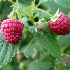 Award Winning Raspberry Canes | Growers' Choice -Green Plant Shop FRU0039 1 493da097 e491 462e 81ee 19f087484cc0