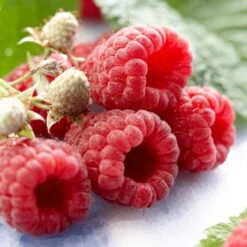 All Season Raspberry Plants Collection -Green Plant Shop FRU0041 1 d548fa5a 11b5 4f0a b1d8 2dbe54a9fe51