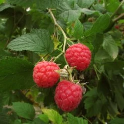 Autumn Bliss Raspberry Plants 12 Autumn Bliss Raspberry Plants -Green Plant Shop FRU0041 3