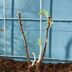 Autumn Bliss Raspberry Plants 11 Autumn Bliss Raspberry Plants -Green Plant Shop FRU0041 4