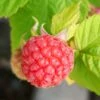 Glen Ample Raspberry Plants 2 Glen Ample Raspberry Plants -Green Plant Shop FRU0042 4