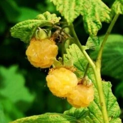 All Gold Raspberry Plants 8 All Gold Raspberry Plants -Green Plant Shop FRU0044 2 540x 8d3cb59b 8326 4192 996d 35f1b0521248