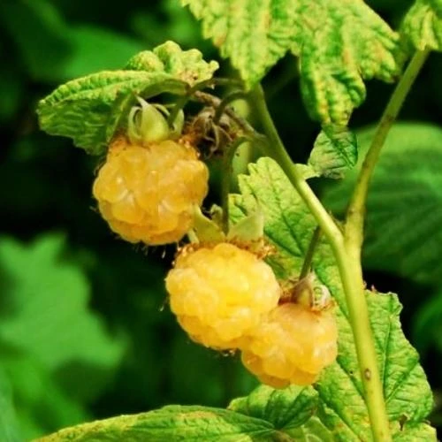 All Gold Raspberry Plants 5 All Gold Raspberry Plants - Image 3