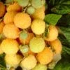 All Gold Raspberry Plants -Green Plant Shop FRU0044 3