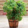 'Yummy' Patio Raspberry Plant -Green Plant Shop FRU0045 1 d7b103e7 ece9 4754 aafa 76fbf2e78612