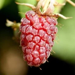 Thornless Loganberry Plant 7 Thornless Loganberry Plant -Green Plant Shop FRU0051 1