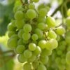 'Superior Seedless' Outdoor Grape Vine -Green Plant Shop FRU0064 1