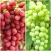 Seedless Outdoor Grape Collection -Green Plant Shop FRU0065 1